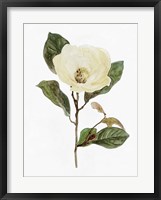 Framed White Blossom VII