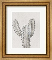 Framed Cactus Study II