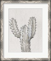 Framed Cactus Study II
