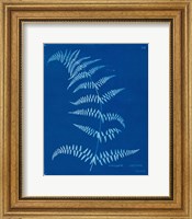 Framed Cyanotype Ferns I