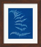 Framed Cyanotype Ferns I