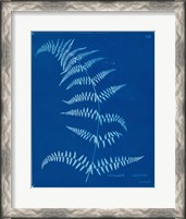 Framed 'Cyanotype Ferns I' border=
