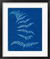 Framed Cyanotype Ferns I