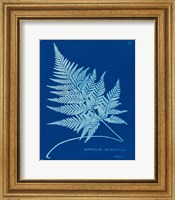 Framed Cyanotype Ferns II