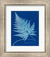 Framed Cyanotype Ferns II