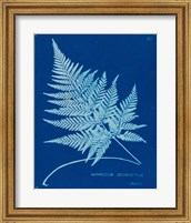 Framed Cyanotype Ferns II