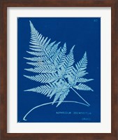 Framed 'Cyanotype Ferns II' border=