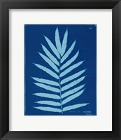 Framed Cyanotype Ferns III