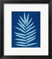 Framed 'Cyanotype Ferns III' border=