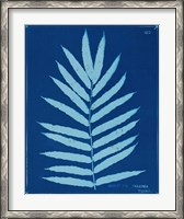 Framed Cyanotype Ferns III