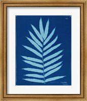 Framed Cyanotype Ferns III