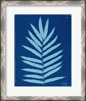 Framed Cyanotype Ferns III