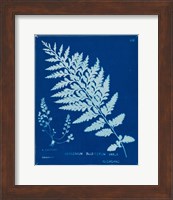 Framed Cyanotype Ferns IV