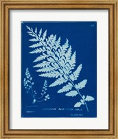 Framed Cyanotype Ferns IV