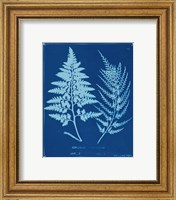 Framed 'Cyanotype Ferns V' border=