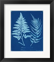 Framed Cyanotype Ferns V