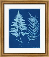 Framed Cyanotype Ferns V