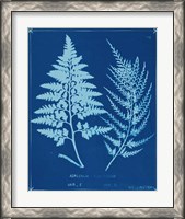 Framed 'Cyanotype Ferns V' border=