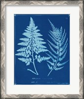 Framed Cyanotype Ferns V