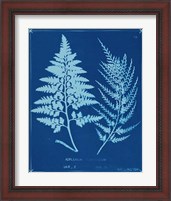 Framed 'Cyanotype Ferns V' border=