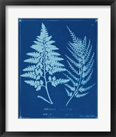 Framed Cyanotype Ferns V