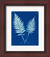 Framed Cyanotype Ferns VI