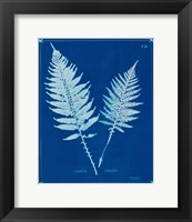 Framed Cyanotype Ferns VI