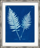 Framed Cyanotype Ferns VI