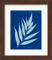 Framed Cyanotype Ferns VII