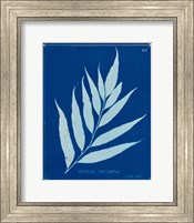 Framed Cyanotype Ferns VII