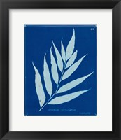 Framed Cyanotype Ferns VII