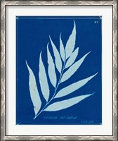 Framed Cyanotype Ferns VII