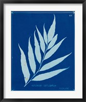 Framed Cyanotype Ferns VII