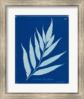 Framed Cyanotype Ferns VII