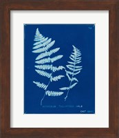 Framed Cyanotype Ferns VIII