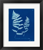 Framed 'Cyanotype Ferns VIII' border=