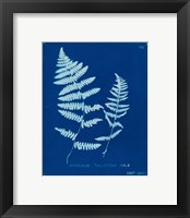 Framed 'Cyanotype Ferns VIII' border=