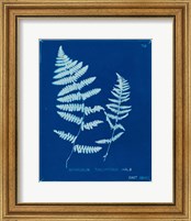 Framed 'Cyanotype Ferns VIII' border=