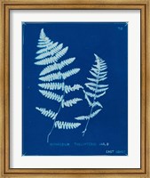 Framed Cyanotype Ferns VIII