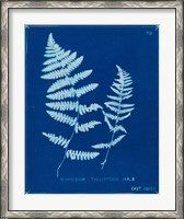 Framed Cyanotype Ferns VIII