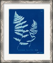 Framed Cyanotype Ferns VIII