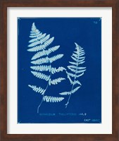 Framed 'Cyanotype Ferns VIII' border=