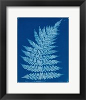Framed 'Cyanotype Ferns IX' border=