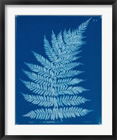 Framed Cyanotype Ferns IX
