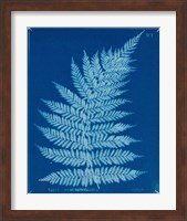 Framed 'Cyanotype Ferns IX' border=