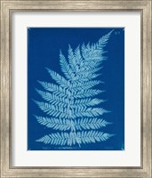 Framed Cyanotype Ferns IX