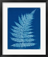 Framed 'Cyanotype Ferns IX' border=