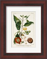 Framed Turpin Foliage & Fruit III