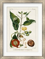 Framed Turpin Foliage & Fruit III