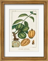 Framed Turpin Foliage & Fruit IV